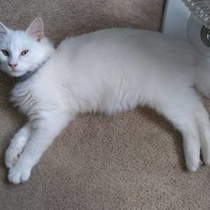 Meet your Posher, Penny